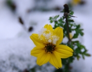 Gold-Zweizahn (Bidens ferulifolia)
