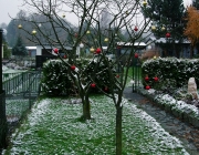 Obstwiese