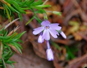 Polster-Phlox (Phlox subulata)