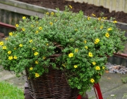 Gold-Zweizahn (Bidens ferulifolia)