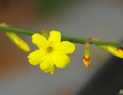 Winterjasmin (Jasminum nudiflorum)