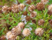 Herbstaster (Aster dumosus)