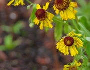 Herbst-Sonnenbraut (Helenium autumnale)