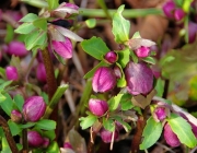 Lenzrose (Helleborus orientalis)