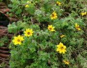 Gold-Zweizahn (Bidens ferulifolia)