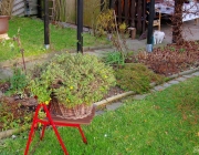 Gold-Zweizahn (Bidens ferulifolia)