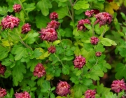 Chrysanthemen (Chrysanthemum)