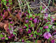 Lenzrose (Helleborus orientalis)
