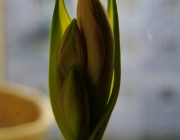 Belladonnalilie (Amaryllis belladonna)