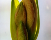 Belladonnalilie (Amaryllis belladonna)