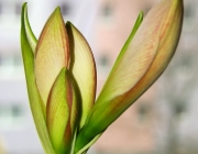 Belladonnalilie (Amaryllis belladonna)
