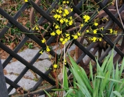 Winterjasmin (Jasminum nudiflorum)