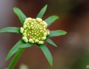 Tauben-Skabiose (Scabiosa columbaria)