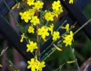 Winterjasmin (Jasminum nudiflorum)