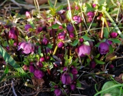 Lenzrose (Helleborus orientalis)