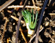 Krokus (Crocus)