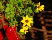 Gold-Zweizahn (Bidens ferulifolia)