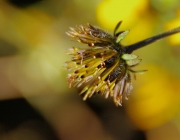Gold-Zweizahn (Bidens ferulifolia)