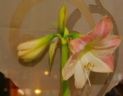 Ritterstern (Hippeastrum)