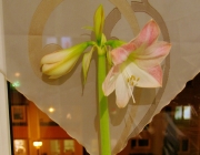 Ritterstern (Hippeastrum)