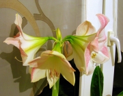 Ritterstern (Hippeastrum)