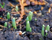 Schneeglöckchen (Galanthus)