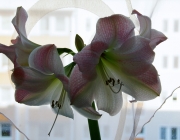 Ritterstern (Hippeastrum)