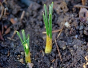Krokus (Crocus)