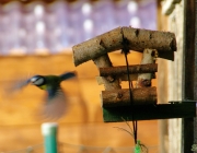 Vogelfutterhäuschen