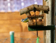 Vogelfutterhäuschen