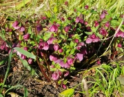 Orientalische Nieswurz (Helleborus orientalis)