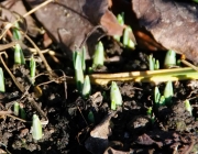 Schneeglöckchen (Galanthus)