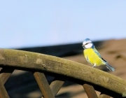 Blaumeise (Cyanistes caeruleus)