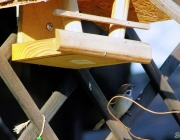 Feldsperling (Passer montanus)