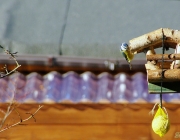 Blaumeise (Cyanistes caeruleus)