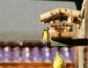 Blaumeise (Cyanistes caeruleus)