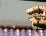 Feldsperling (Passer montanus)