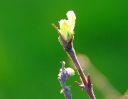 Kamtschatka-Heckenkirsche