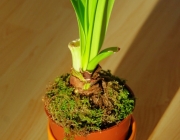 Rittersterne (Hippeastrum)