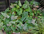 Bergenien (Bergenia)