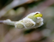 Stern-Magnolie (Magnolia stellata)