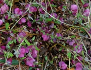 Orientalische Nieswurz (Helleborus orientalis)