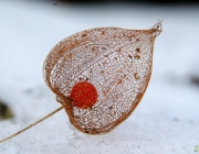 Lampionblume (Physalis alkekengi)