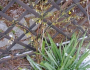 Winter-Jasmin (Jasminum nudiflorum)