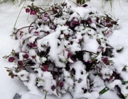 Lenzrose (Helleborus orientalis)