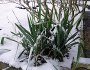 Palmlilie (Yucca filamentosa)