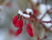 Rote Heckenberberitze (Berberis thunbergii Atropurpurea)