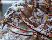 Kletter-Hortensie (Hydrangea petiolaris)