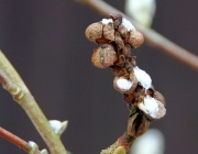 Stern-Magnolie (Magnolia stellata)