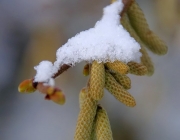 Korkenzieher-Hasel (Corylus avellana „Contorta“)